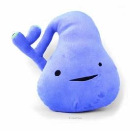 Gallbladder Plush Early discovery Child development