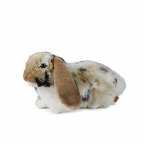 Exploration made fun Thoughtful learning Brown Dutch Lop Ear