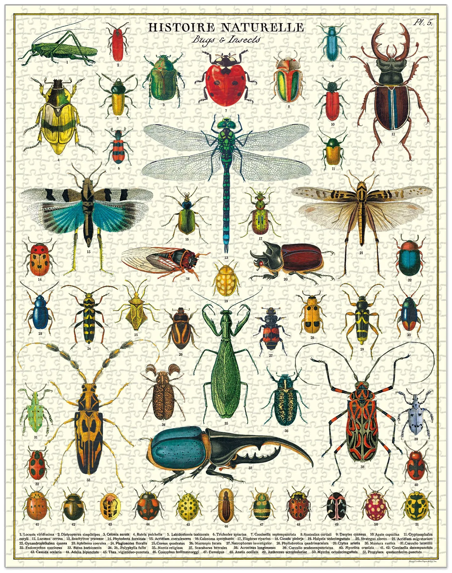 Play & learn Cavallini & Co. Bugs & Insects 1000 Piece Puzzle