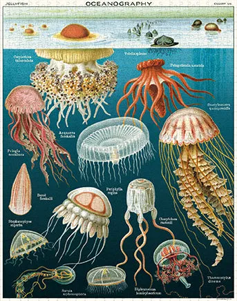 Smart kids gear Cavallini & Co. Jellyfish 1000 Piece Puzzle