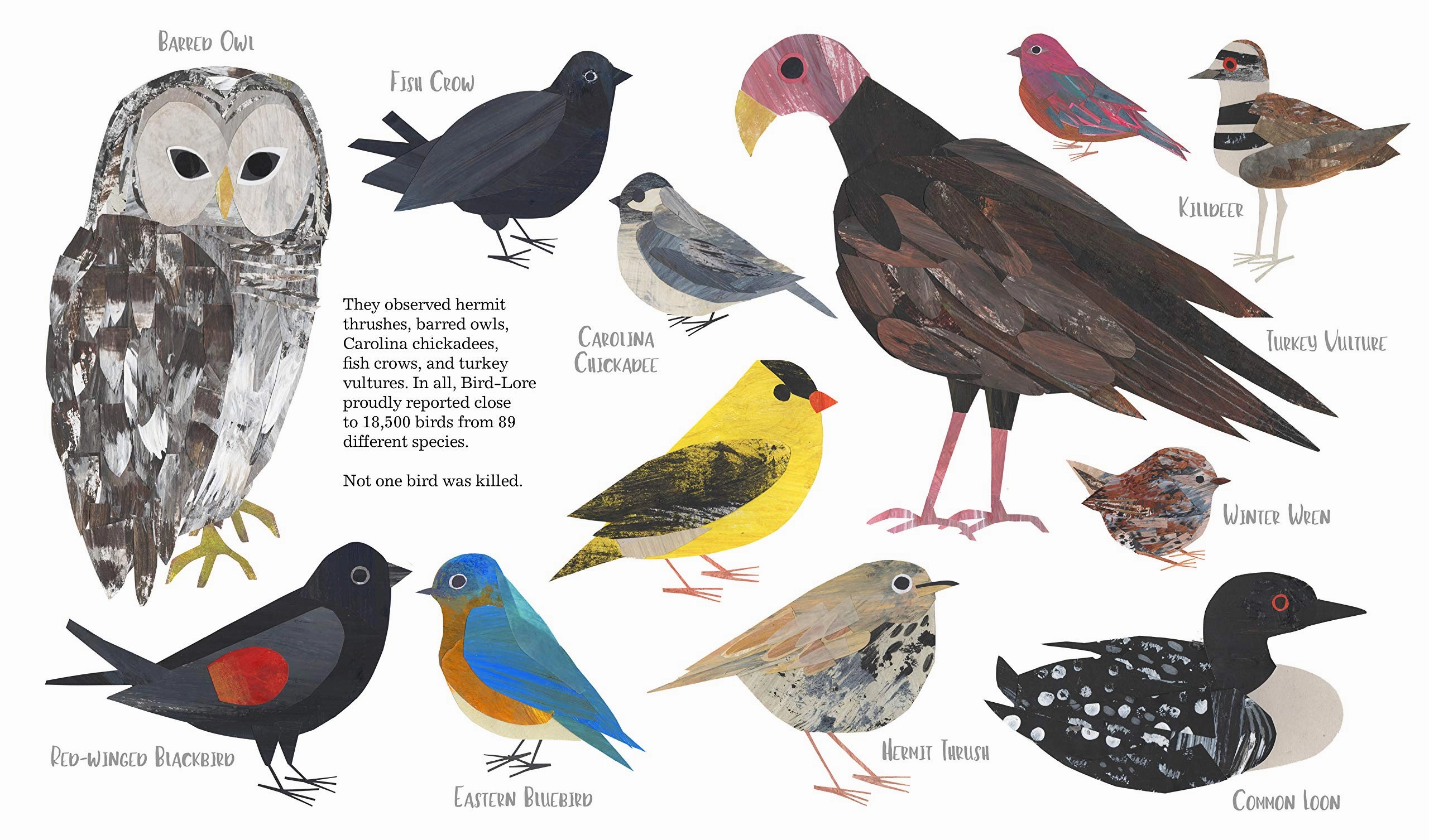 Counting Birds: The Idea That Helped Save Our Feathered Friends Kids discovery tools
