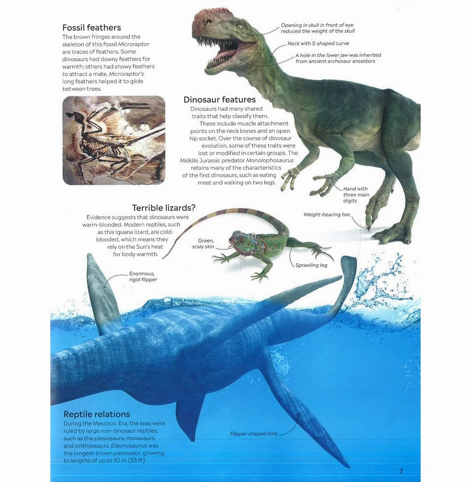 Preschool minds Educational fun Dk Eyewitness: Dinosaur