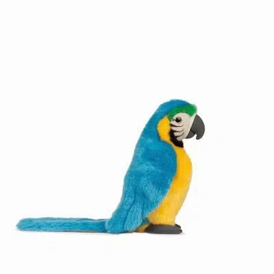 Blue Macaw Preschool minds