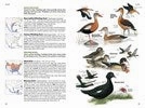 Parent-approved learning Play & learn National Geographic Field Guide Birds Of N. America 7Th Edition