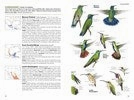 Little hands National Geographic Field Guide Birds Of N. America 7Th Edition