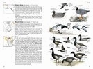 National Geographic Field Guide Birds Of N. America 7Th Edition Growth tools