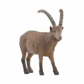 Inspiring creativity Ibex