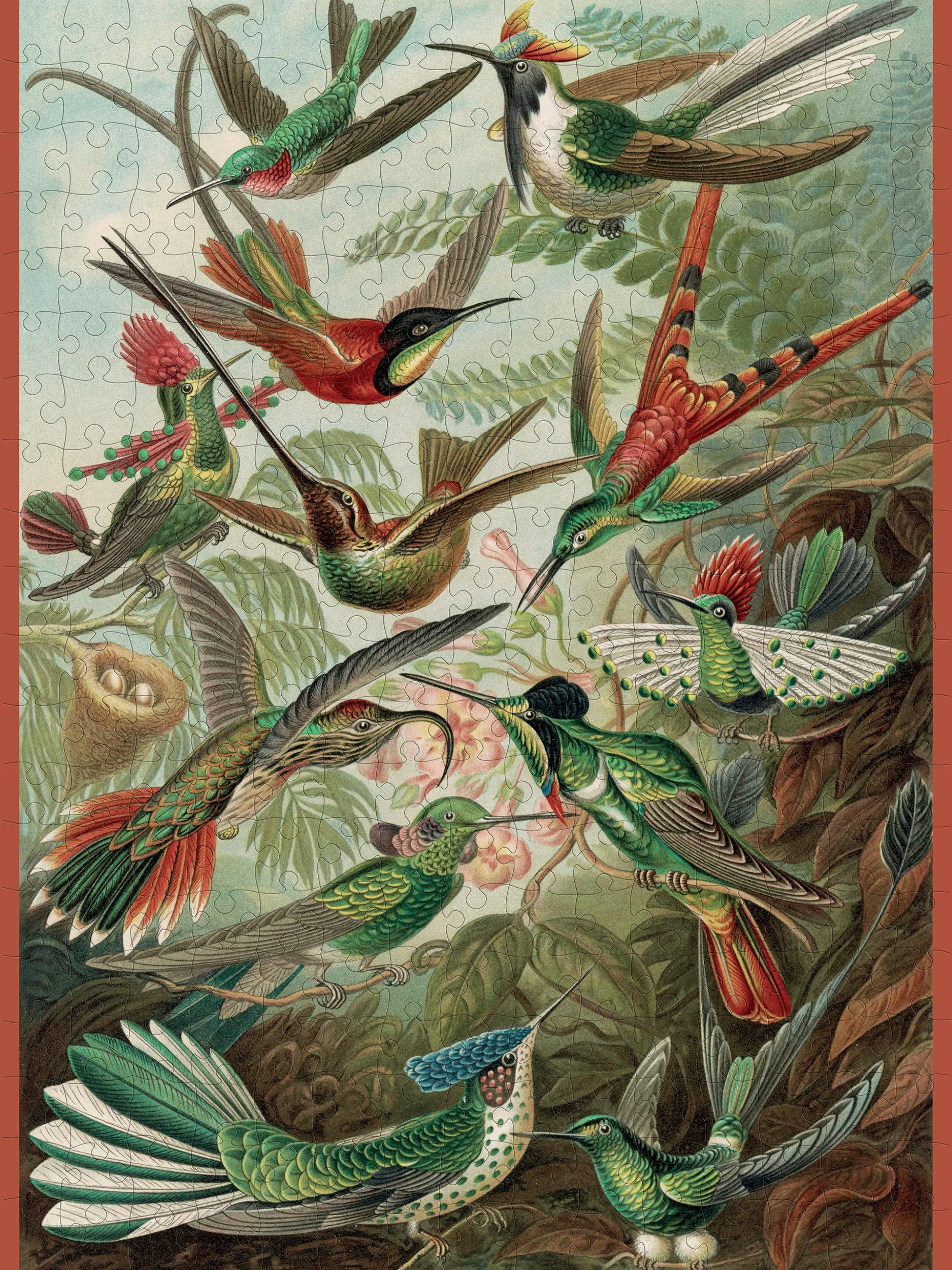Ernst Haeckel "Hummingbirds" 300 Piece Puzzle Imaginative play Young explorers