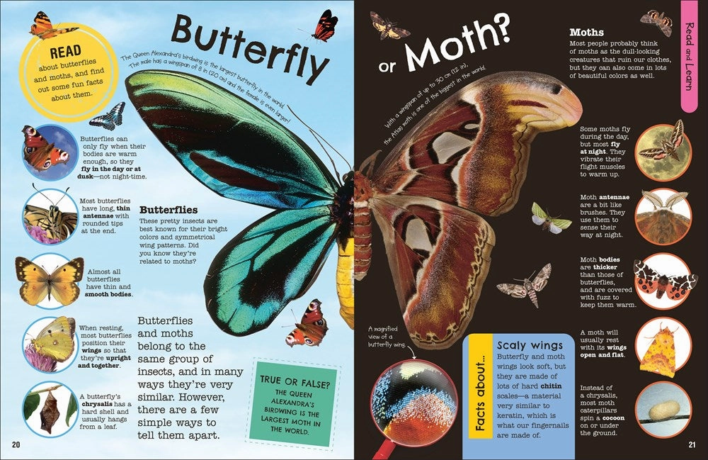 Moments of imagination Fact-Packed Activity Book: Insects And Other Tiny Creatures