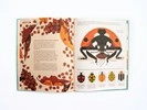 Playroom learning Bonkers About Beetles