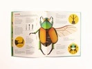 Bonkers About Beetles Mindful play