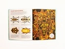 Creative time for curious minds Bonkers About Beetles