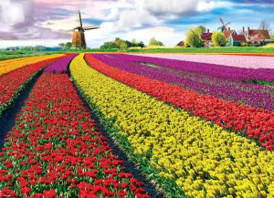 Tulip Fields Netherlands 1000Pc Kid-focused experiences Little creators