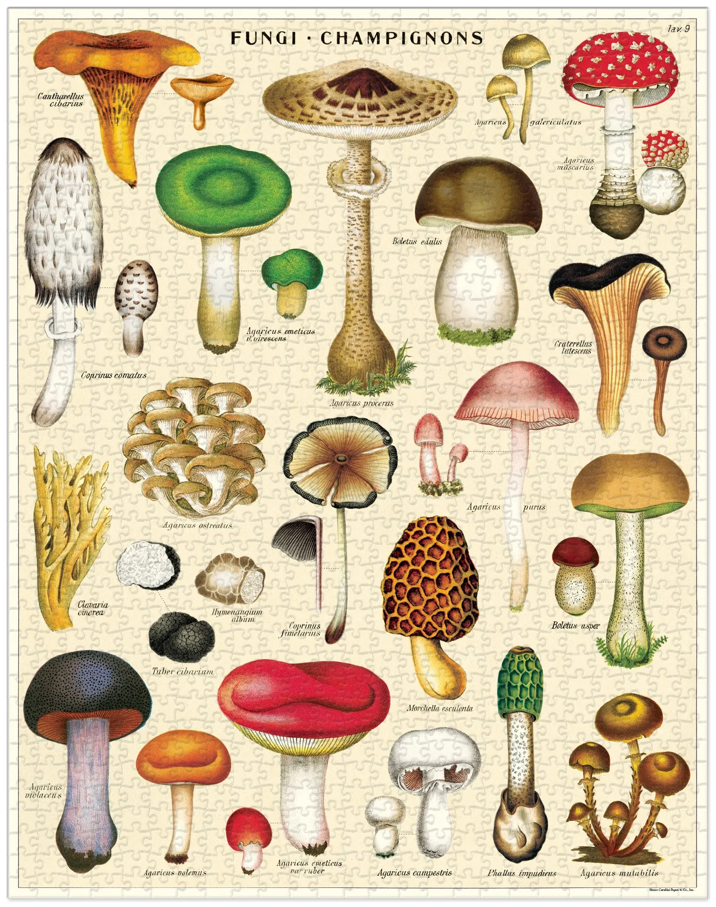 Cavallini & Co. Mushrooms 1000 Piece Puzzle Smart activities for young learners