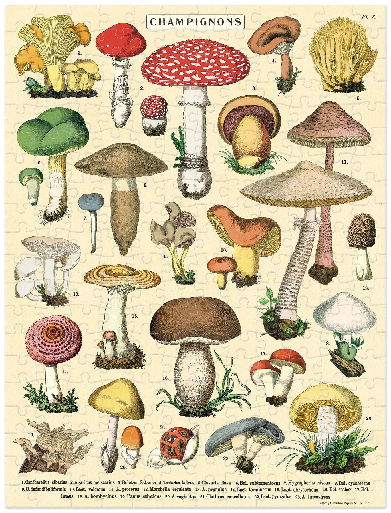 Cavallini & Co. Mushrooms 240 Piece Mini Puzzle Home learning tools Kid-focused experiences