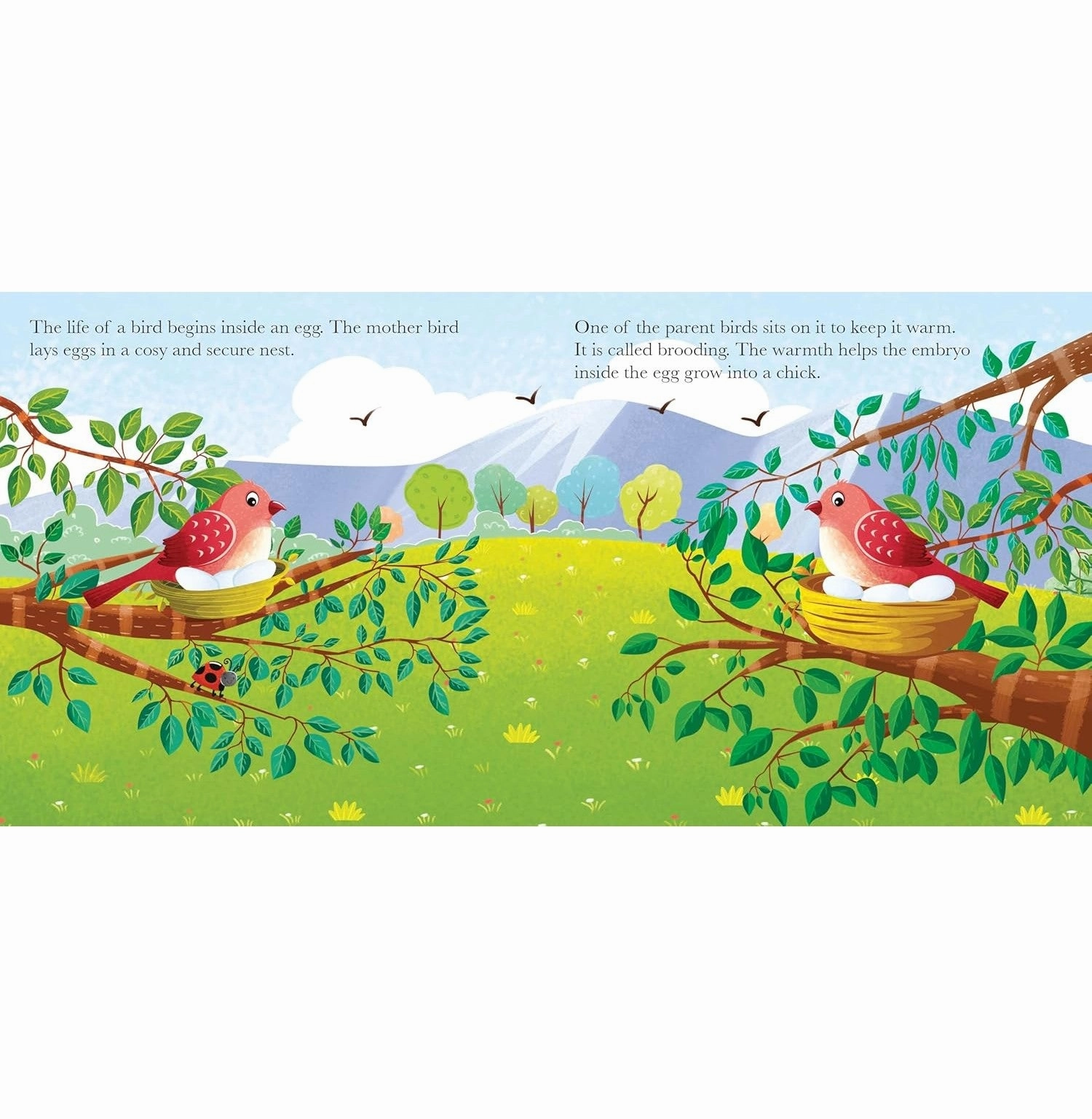 Watch Me Grow! Bird Young learners Active learners