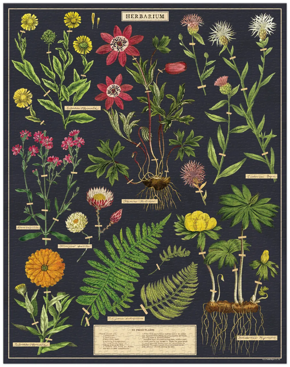 Cavallini & Co. Herbarium 1000 Piece Puzzle Creative kids