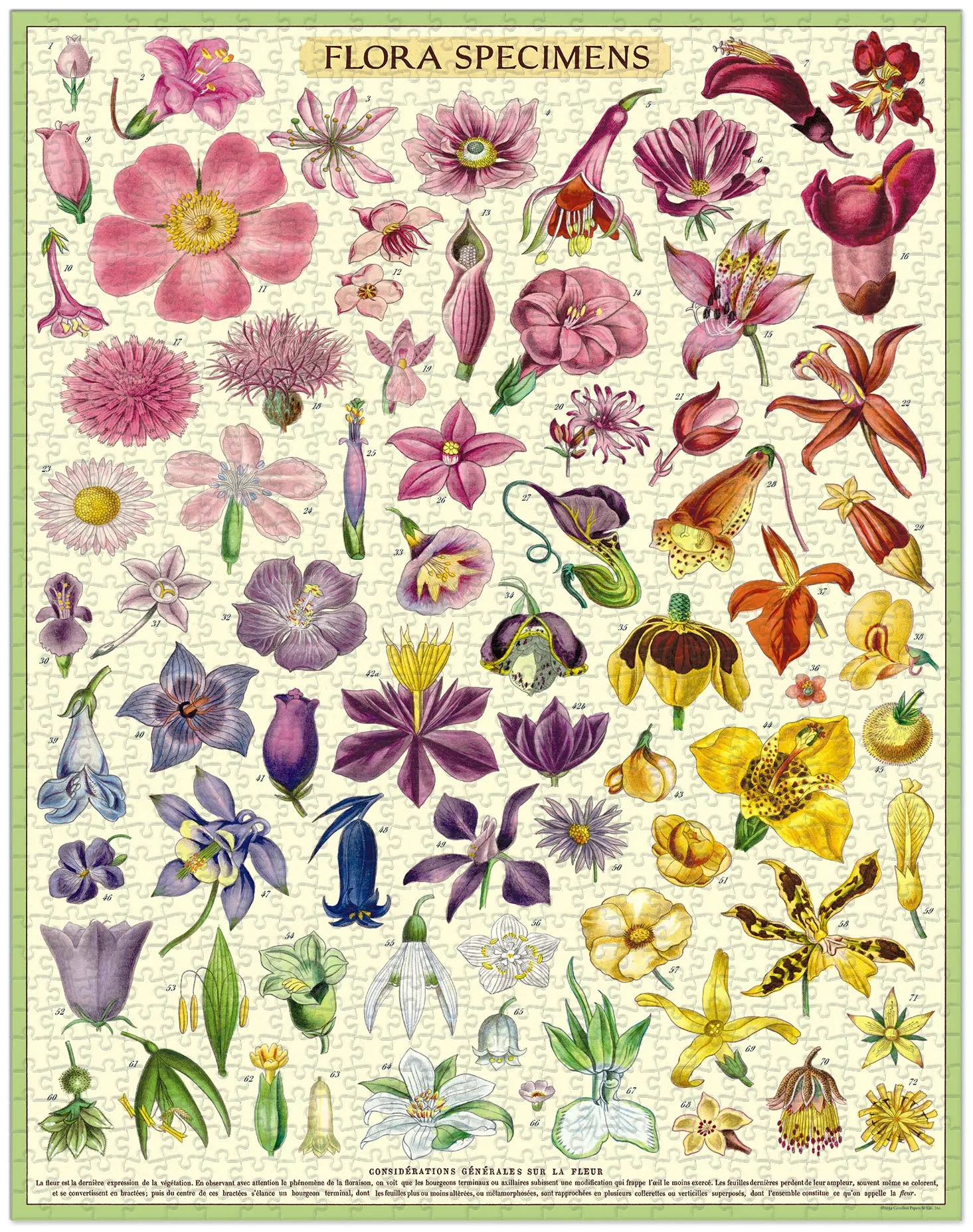 Cavallini & Co. Flora Specimens 1000 Piece Puzzle Little creators