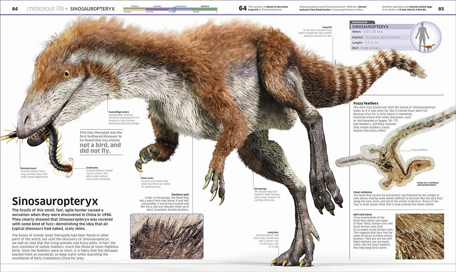 Dinosaur! Curious minds Tiny thinkers