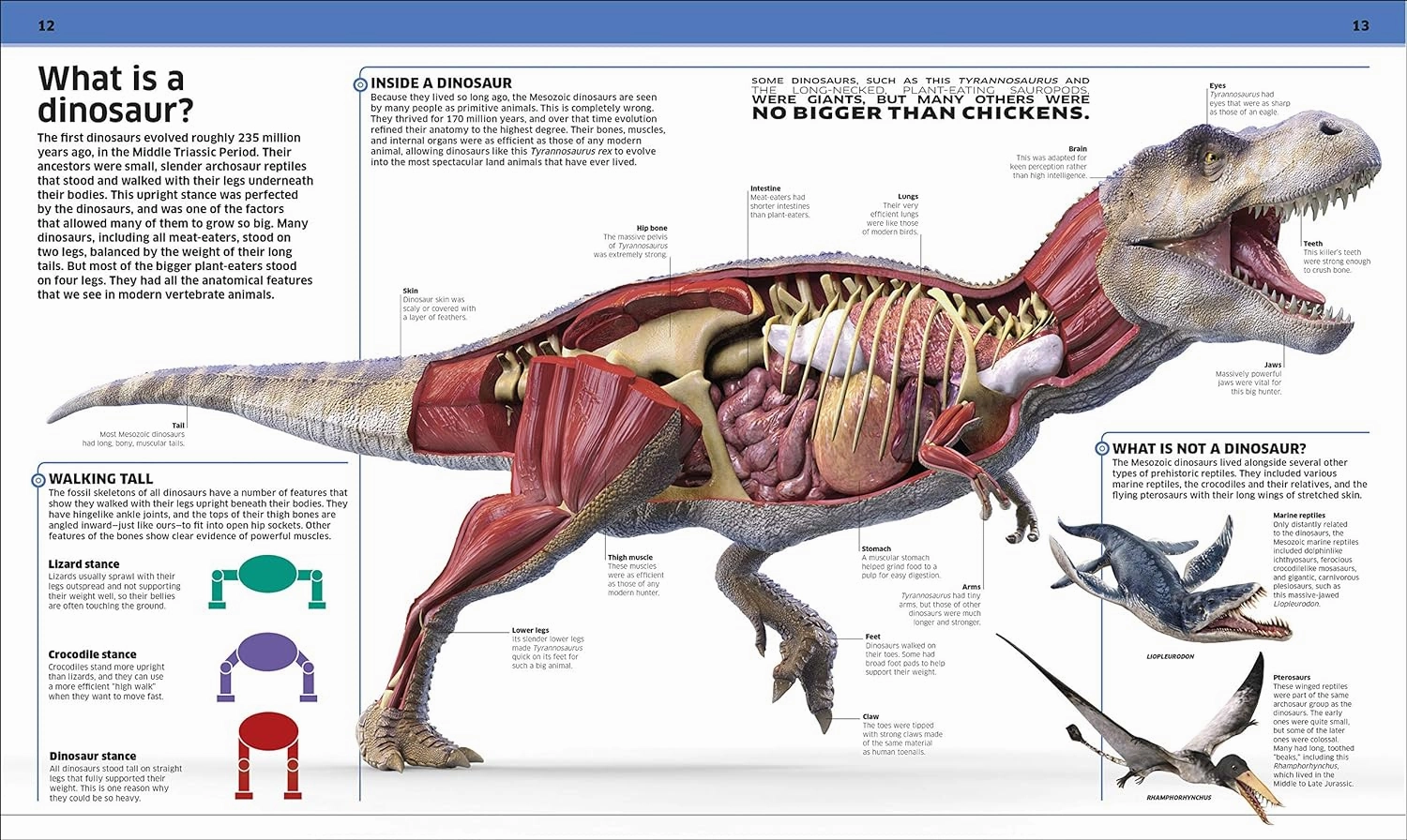 Dinosaur! Playroom learning Inspiring creativity