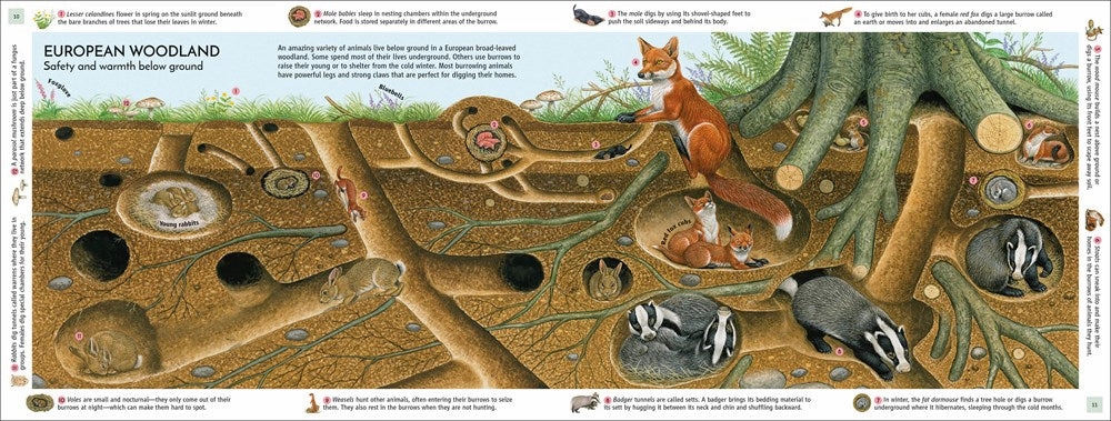 Life Underground: Tunnel Into A World Of Wildlife Kid-centered learning