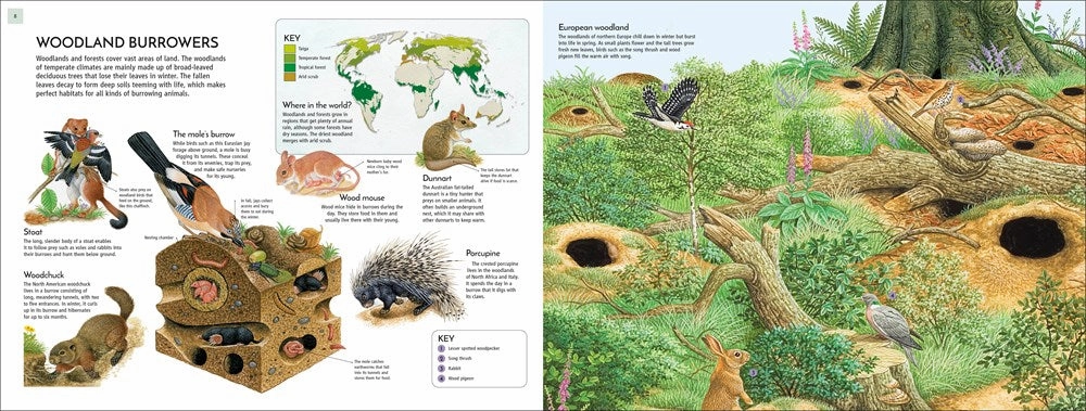 Life Underground: Tunnel Into A World Of Wildlife Mindful play Learn & grow