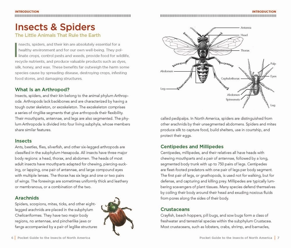 Exploration made fun Discover & grow National Geographic Pocket Guide: Insect Of N. America