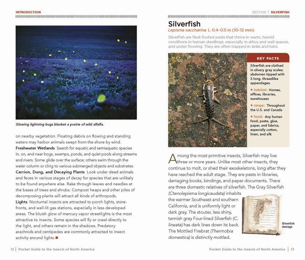 National Geographic Pocket Guide: Insect Of N. America Play-based education