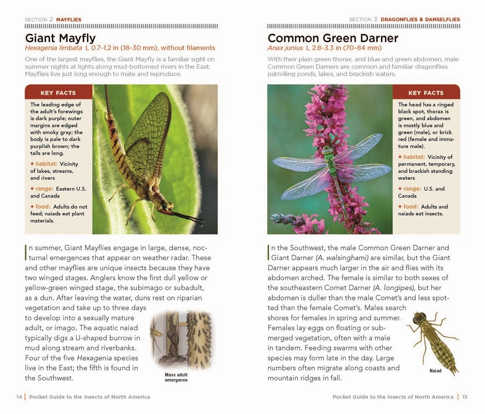 National Geographic Pocket Guide: Insect Of N. America Growing minds