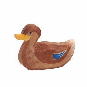 Ostheimer Duck, Swimming Young explorers