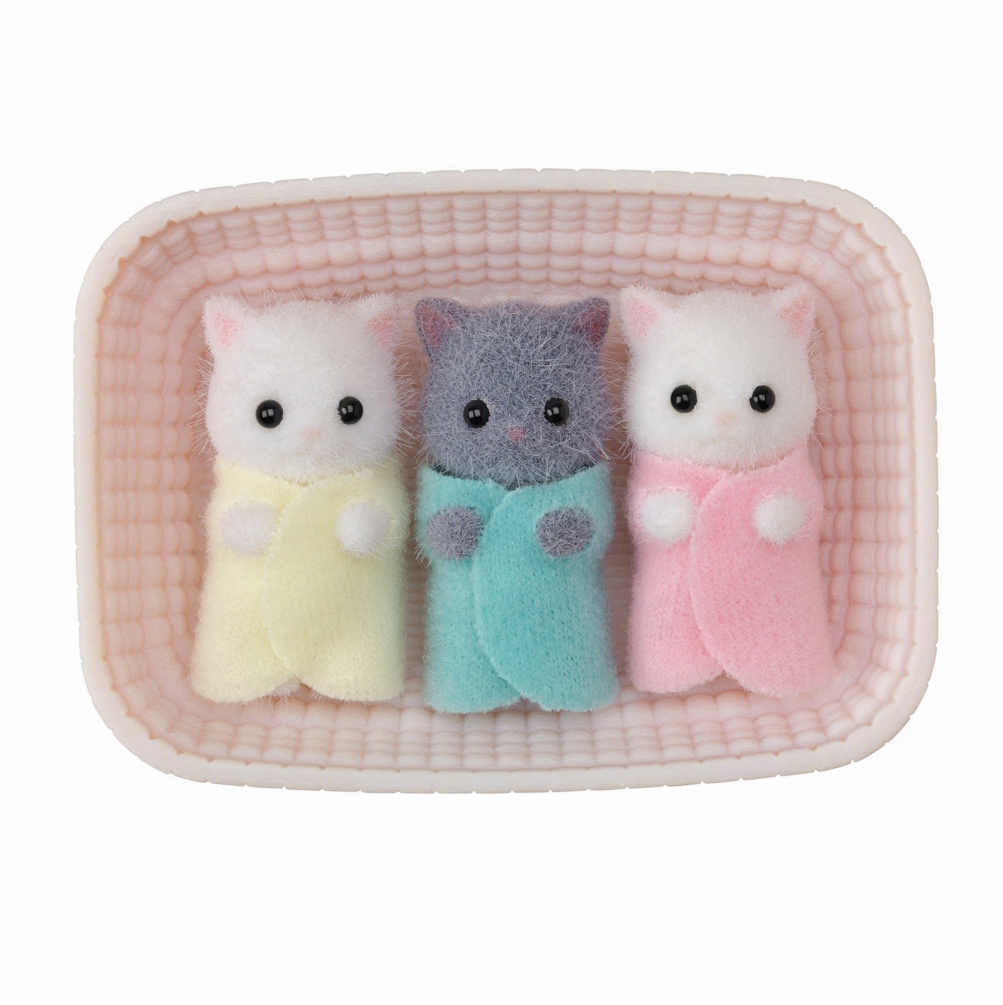 Persian Cat Triplets Young minds at work Smart & fun