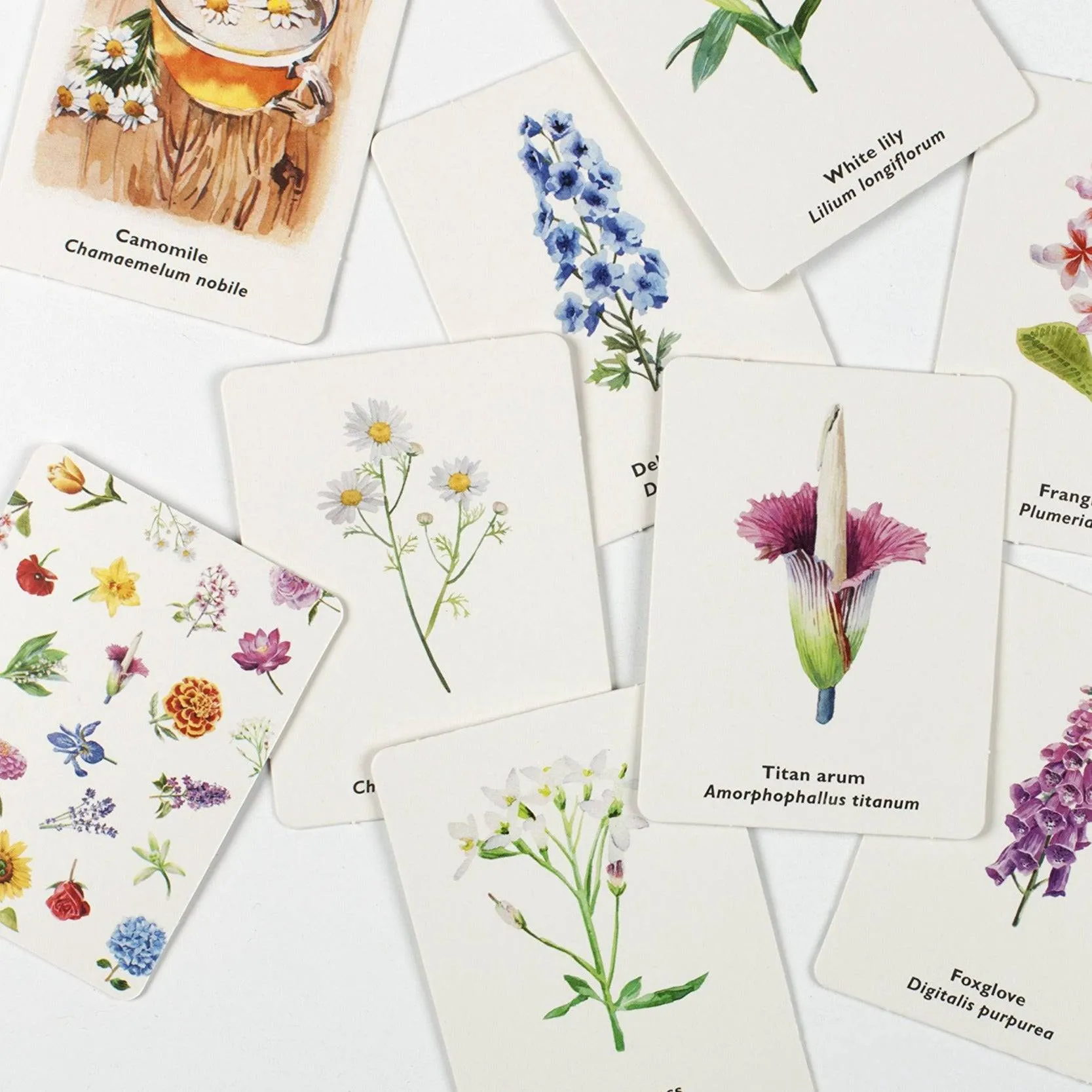 Pick A Flower Memory Card Game Home learning tools Kids essentials