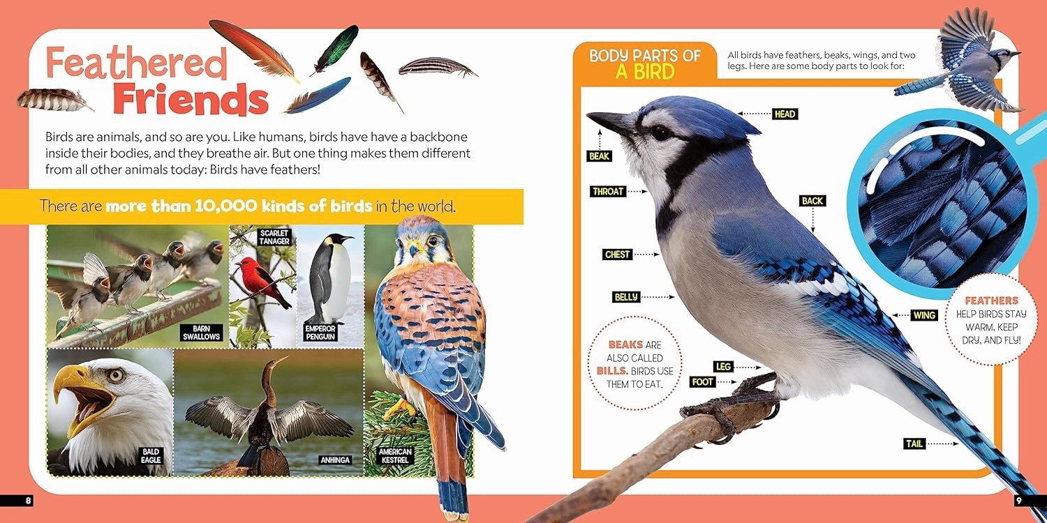 Little Kid'S First Nature Guide: Birds Learning tools