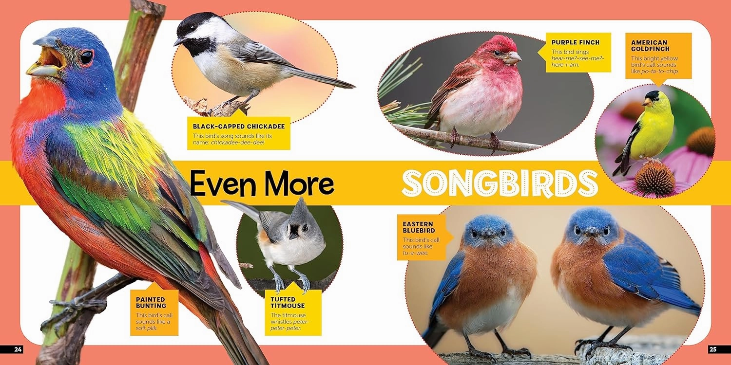 Little Kid'S First Nature Guide: Birds Creative minds Kids discovery tools