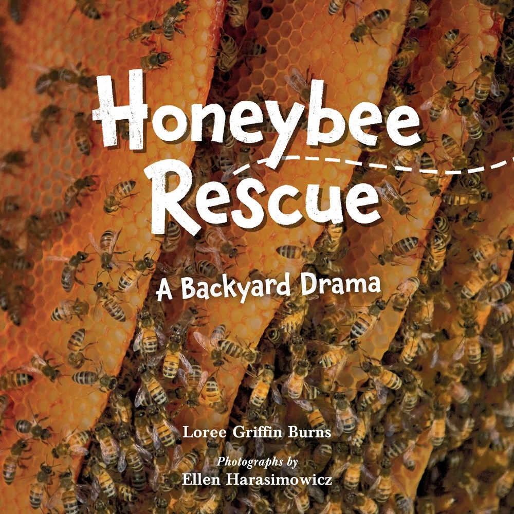 Honeybee Rescue : A Backyard Drama Exploration made fun