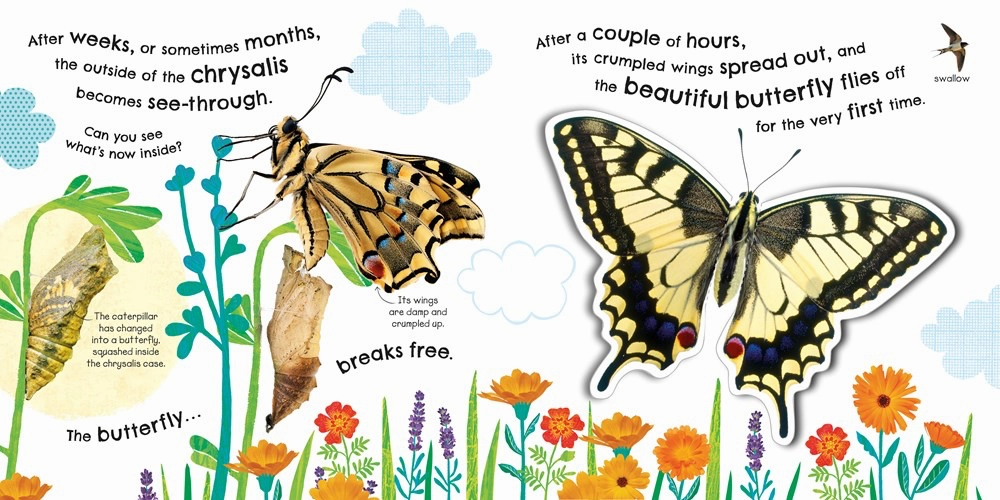 Kid-focused experiences How Does A Butterfly Grow?