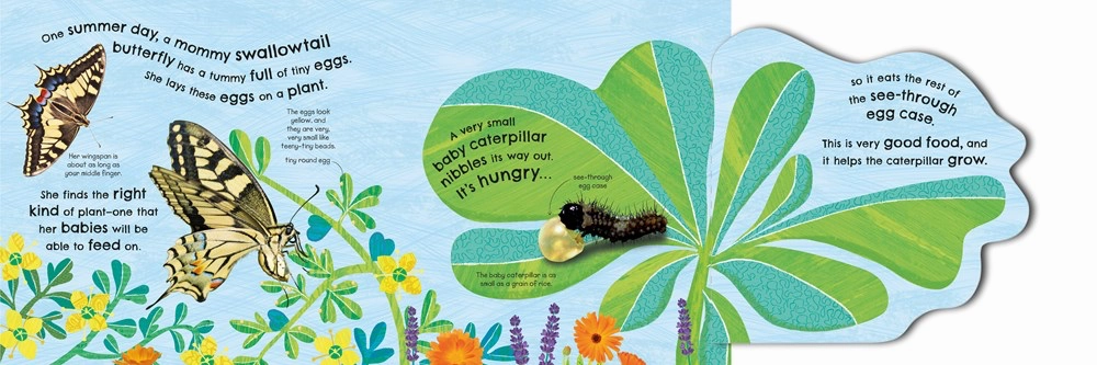 Curious minds Young imaginations How Does A Butterfly Grow?