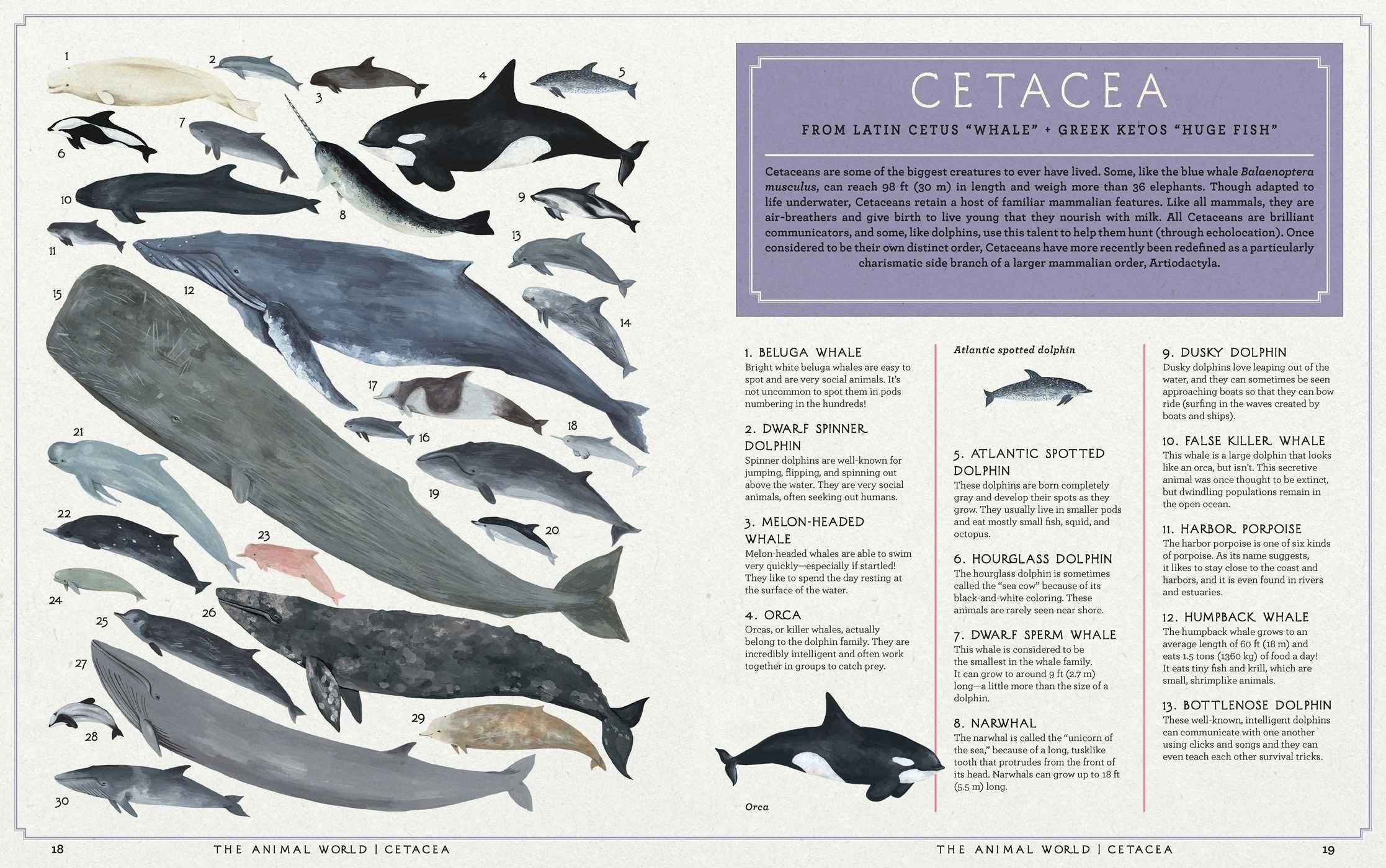 The Animal World: The Amazing Connections And Diversity Found In The Animal Family Tree Creative minds Busy kids