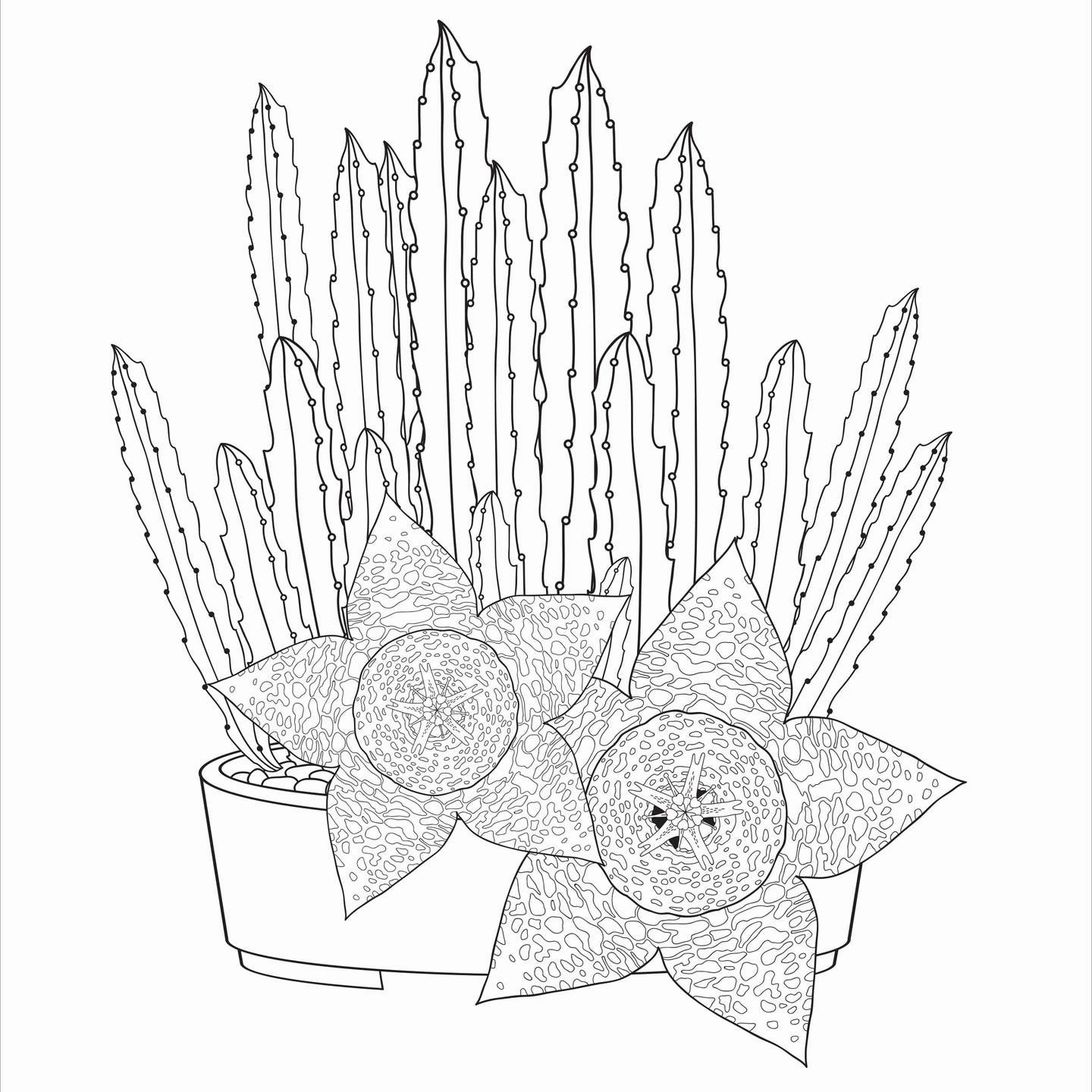 Succulents Adult Coloring Book Child development Nurturing minds