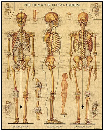 Cavallini & Co. Skeleton 1000 Piece Puzzle Learn at home