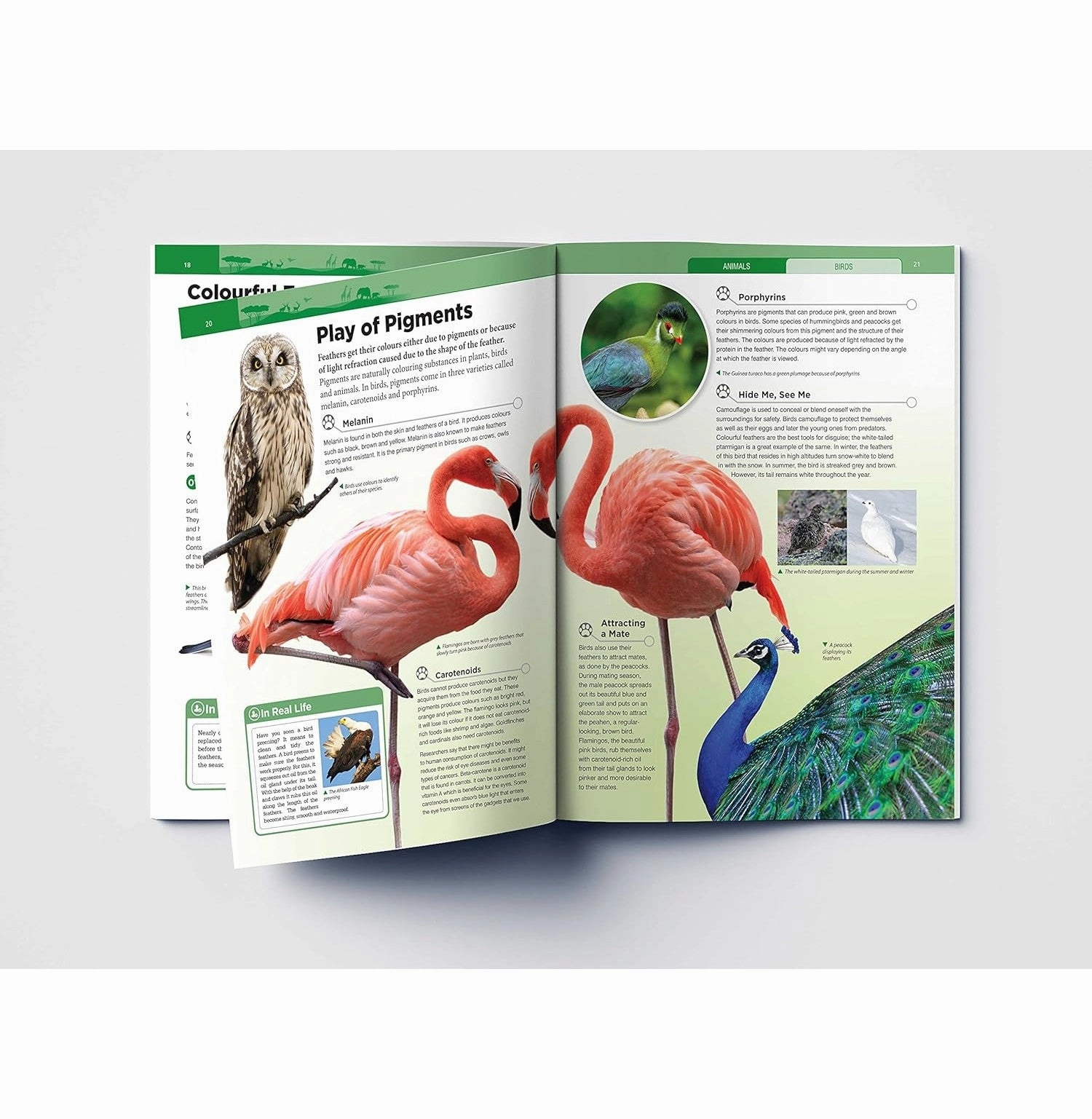 Knowledge Encyclopedia Birds Enrichment activities Busy kids